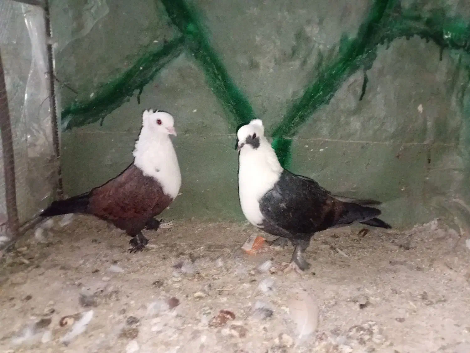 دو عدد جوانه کلاغ کاکلی نر|پرنده|سلامی, |دیوار