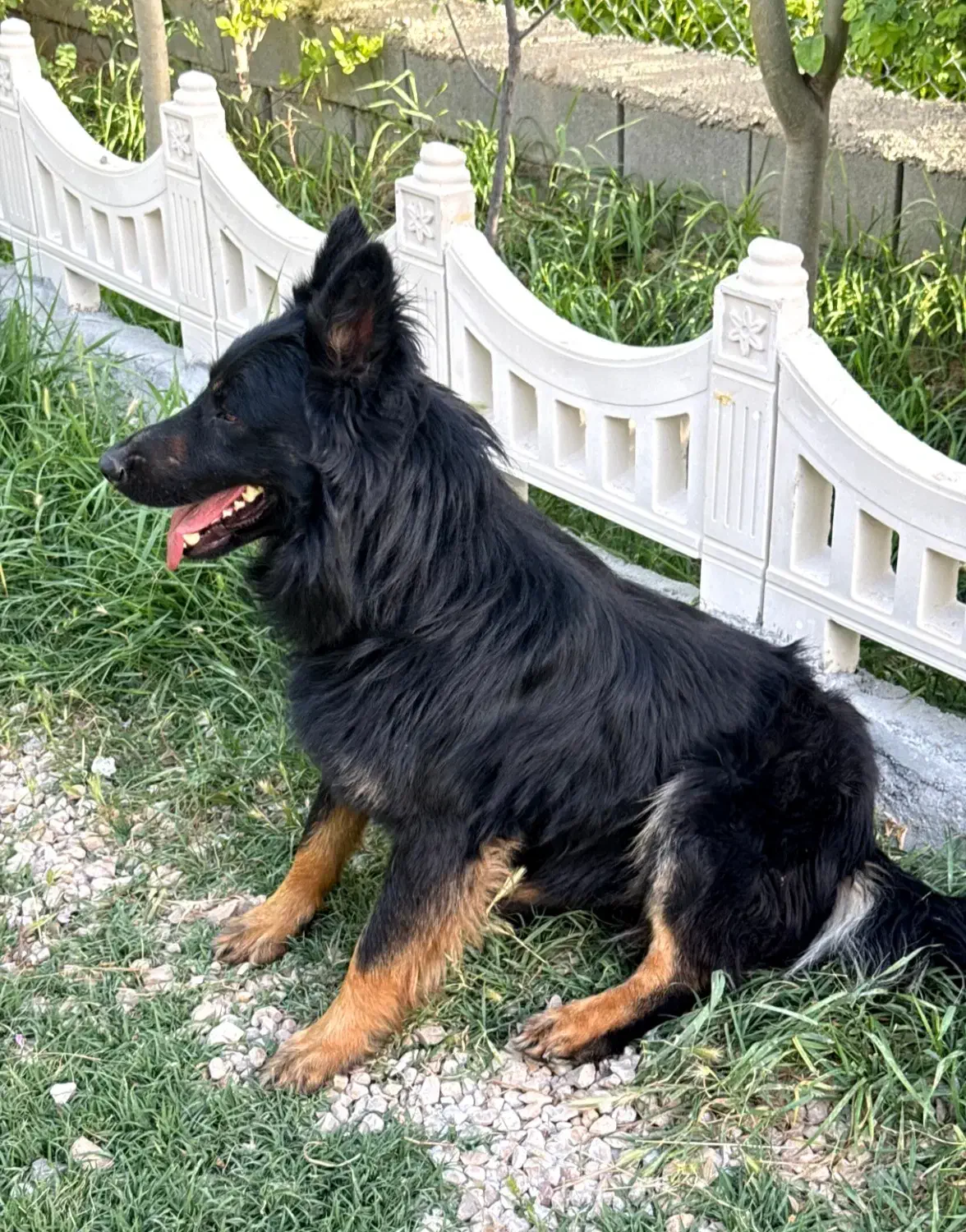 سگ گمشده|حیوانات|بجنورد, |دیوار