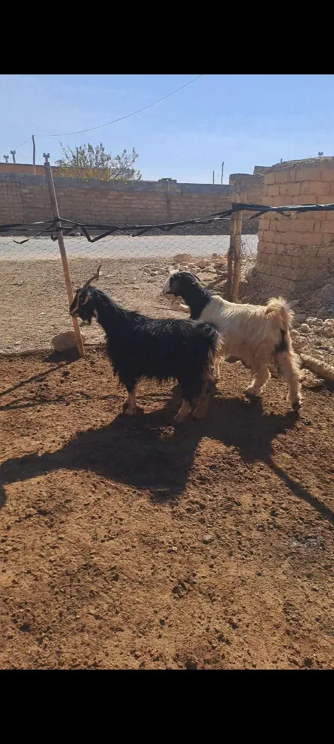 پنج بز ابستن شکم دوم|حیوانات مزرعه|سمیرم, |دیوار