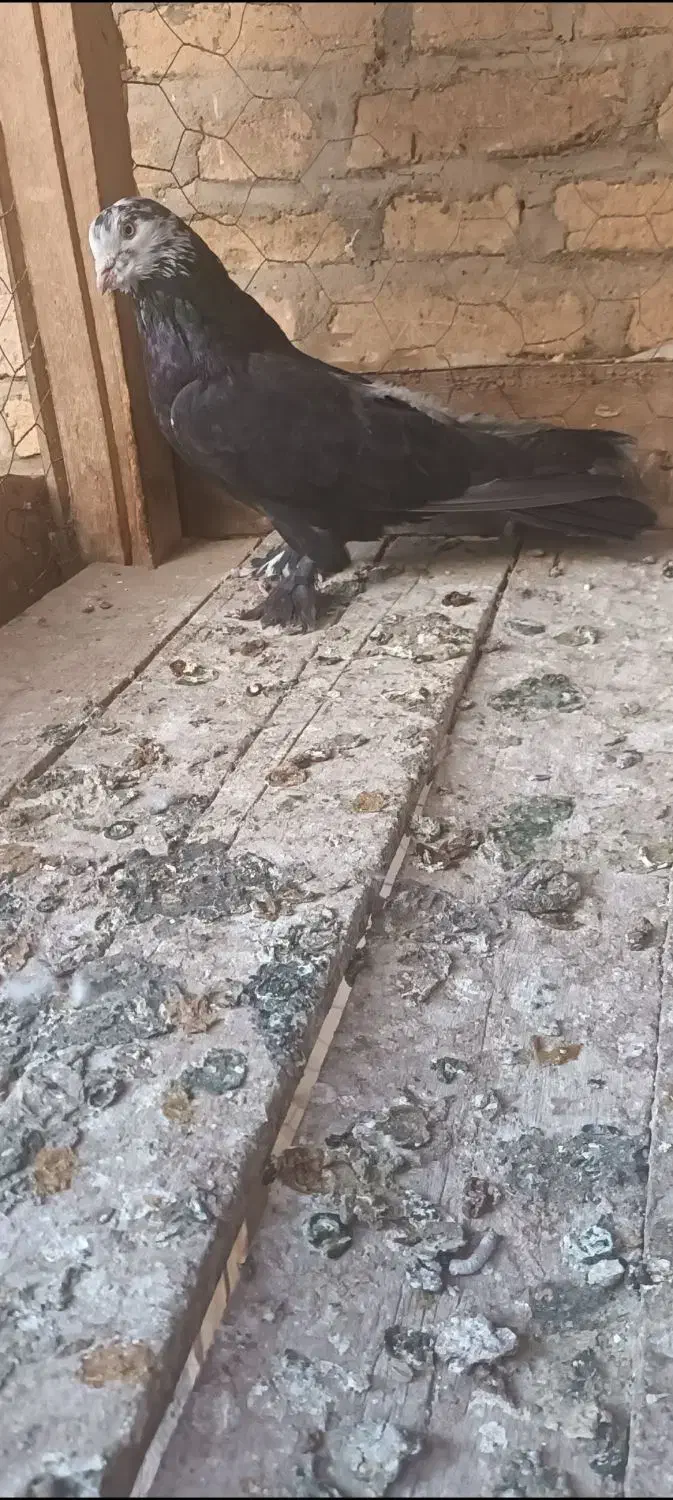 کبوتر سیاه کله سفید|پرنده|شهرکرد, |دیوار