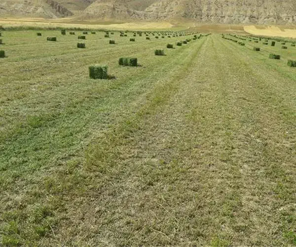 پرس یونجه|خدمات باغبانی و درختکاری|شیروان (خراسان), |دیوار