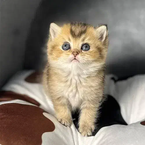 گربه اسکاتیش و برتیش|گربه|صدرا-فارس, فاز ۱|دیوار