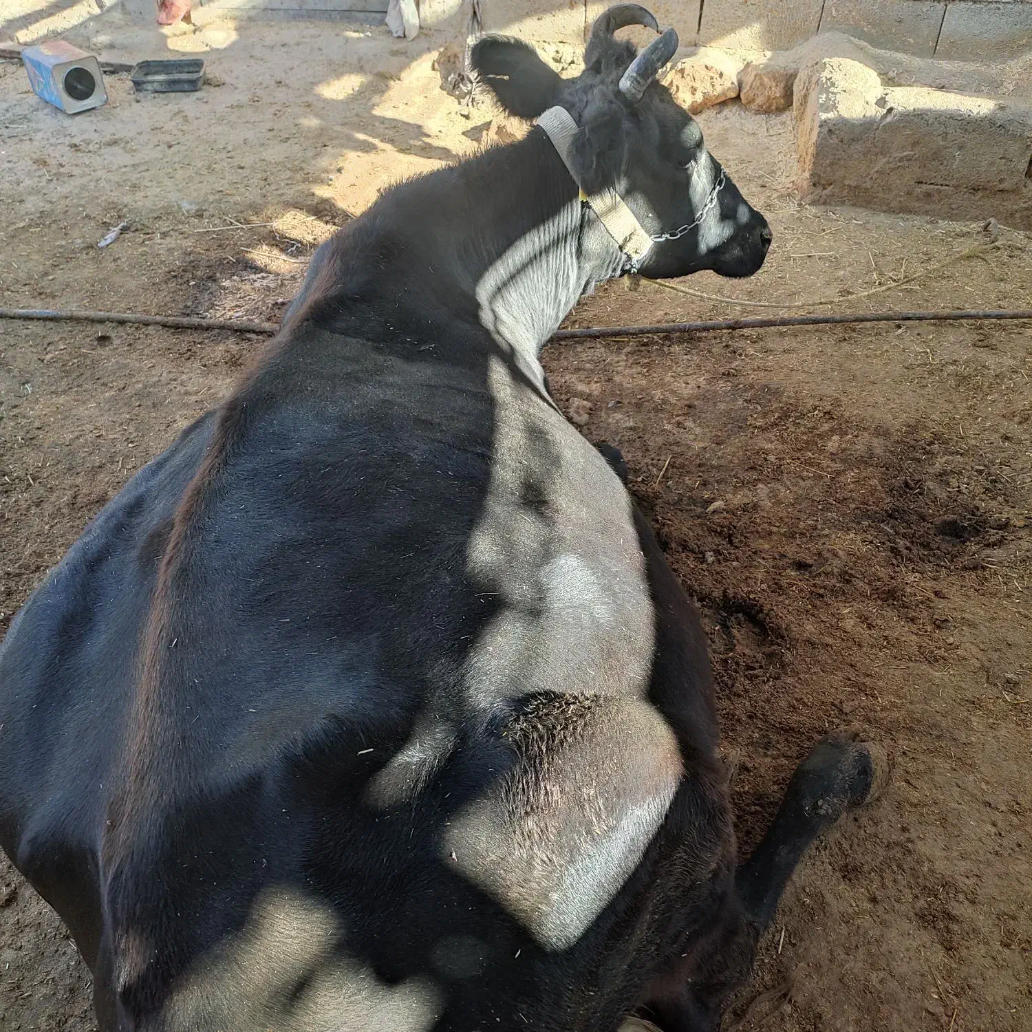 گاو شیری|حیوانات مزرعه|ایذه, |دیوار