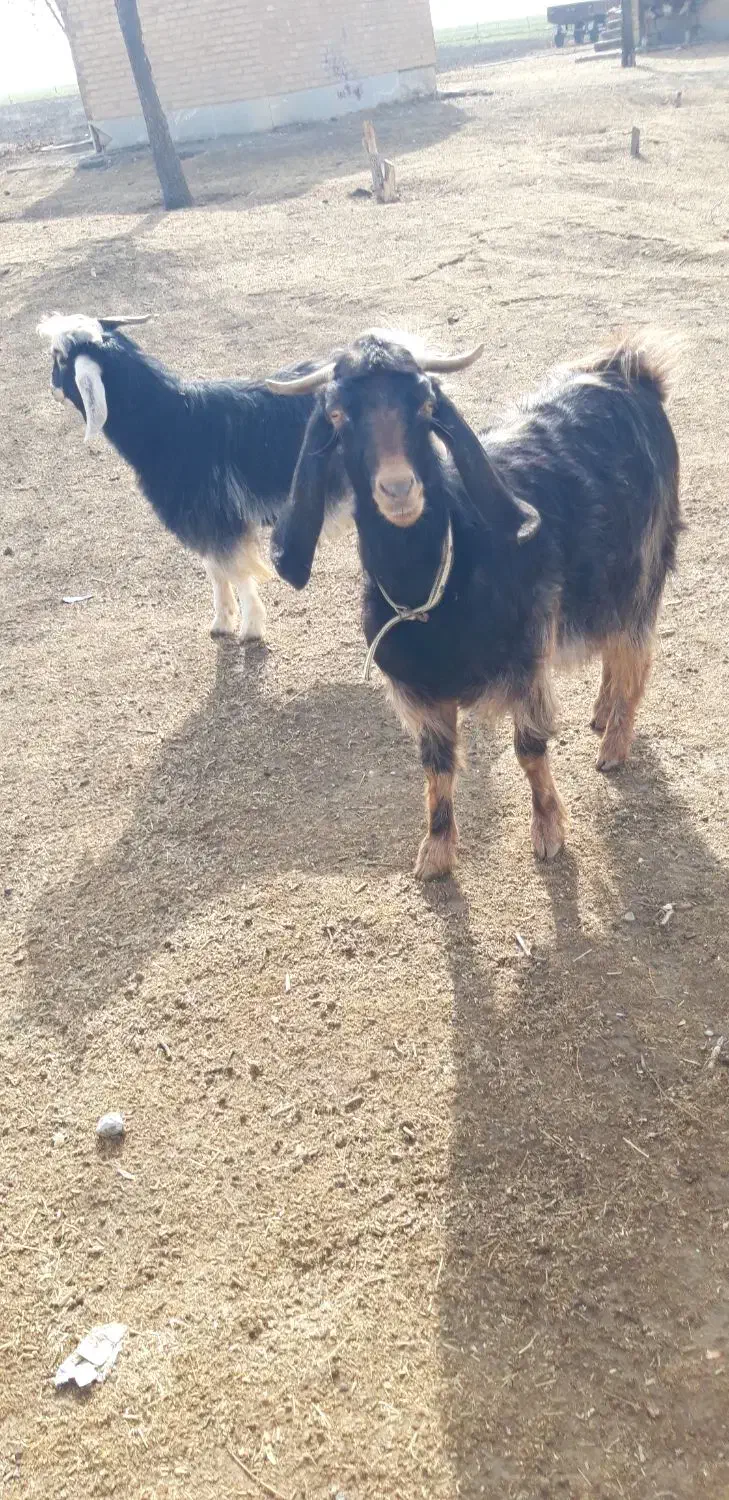 بز سه شیره|حیوانات مزرعه|ماهیدشت, |دیوار