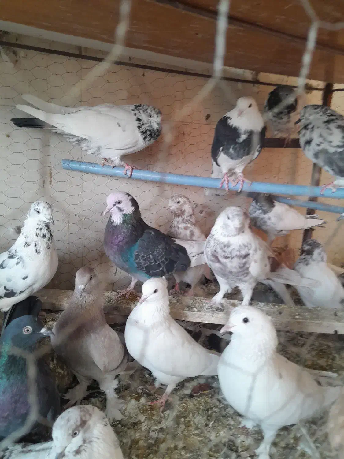 کفتر پرشی. ویاهو|پرنده|قم, نخودی|دیوار