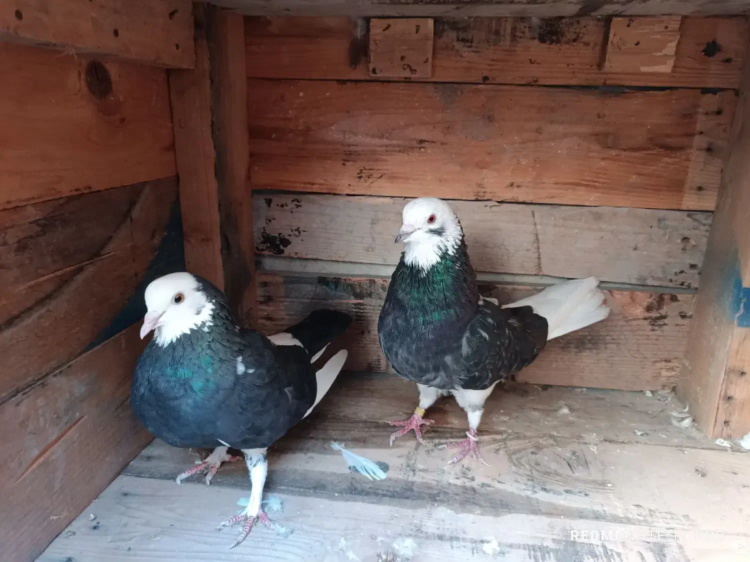 کبوتر پرشی|پرنده|بندرعباس, |دیوار