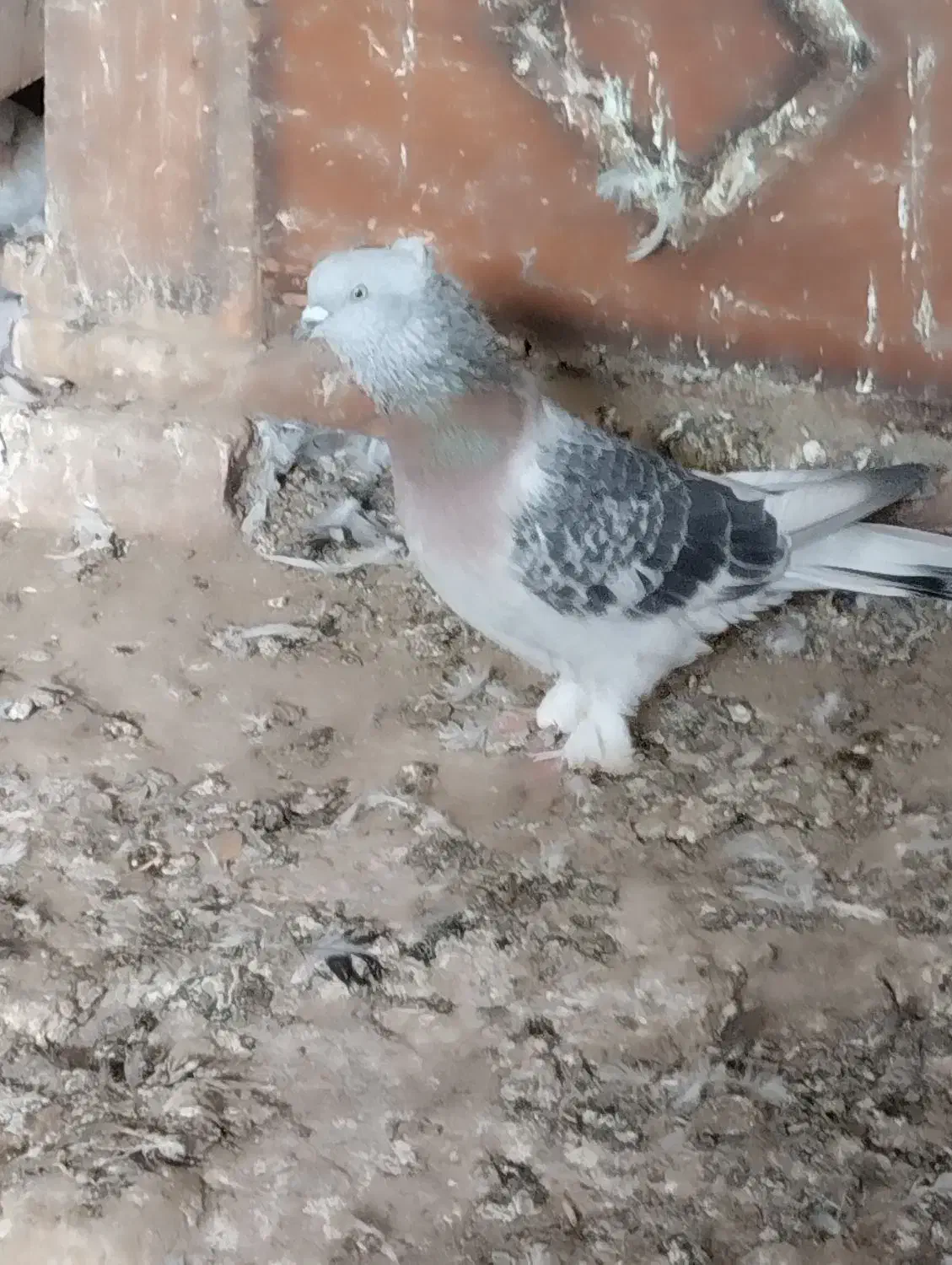 کبوتر ترکیه ایناق هواگیر|پرنده|گرمی, |دیوار