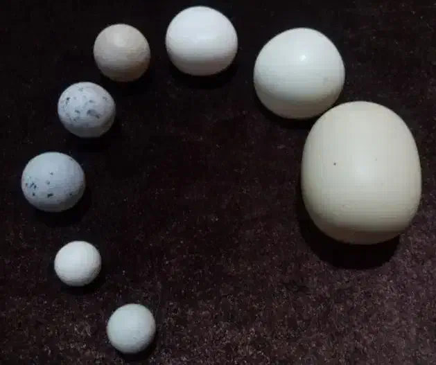 shahab|جواهرات|اردبیل, |دیوار