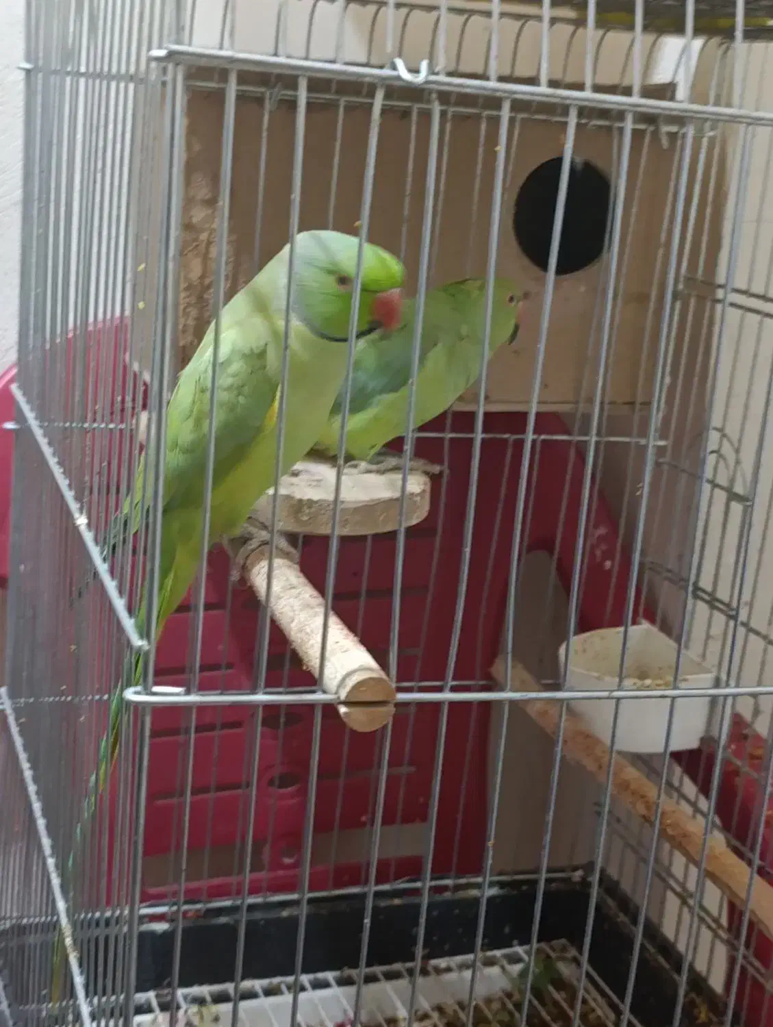 طوطی ملنگو|پرنده|جهرم, |دیوار