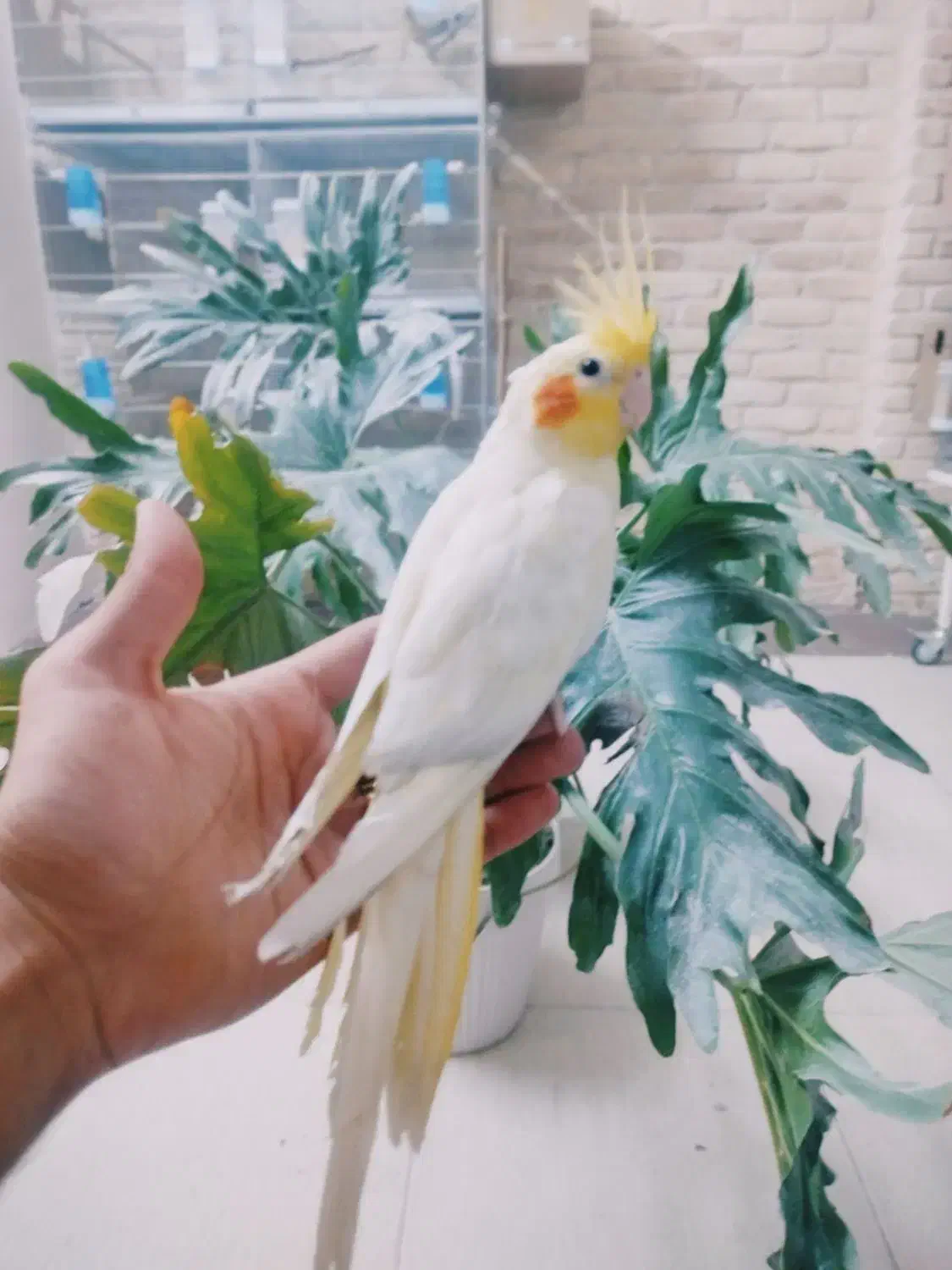 جوجه عروس هلندی رام و چلوندنی|پرنده|قم, شهدا|دیوار