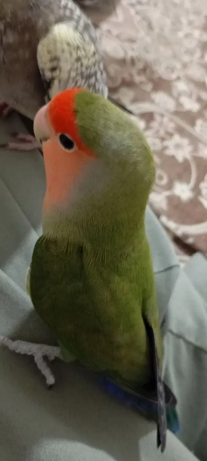 طوطی برزیلی|پرنده|شهریار, شهریار|دیوار