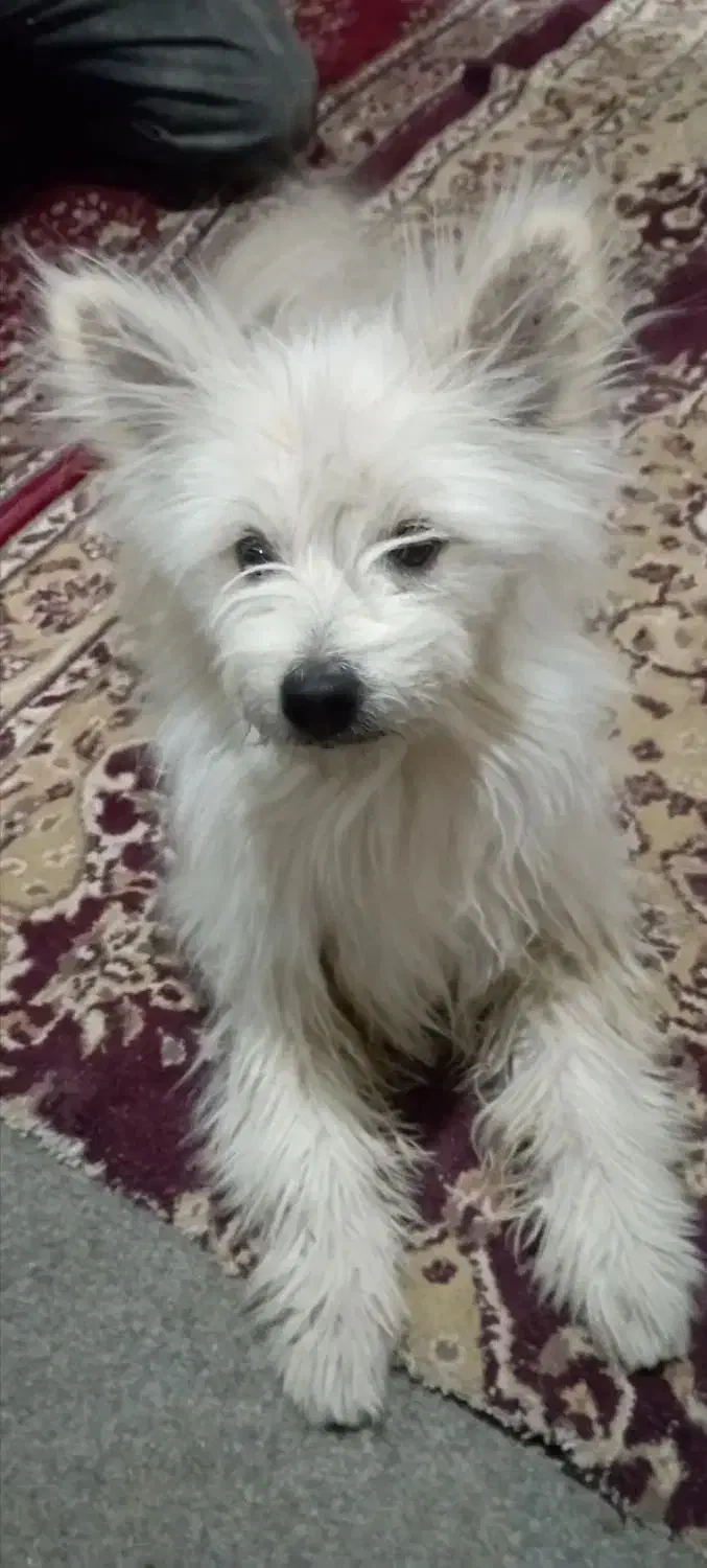 سگ پامرین|سگ|محمدشهر, محمدشهر|دیوار