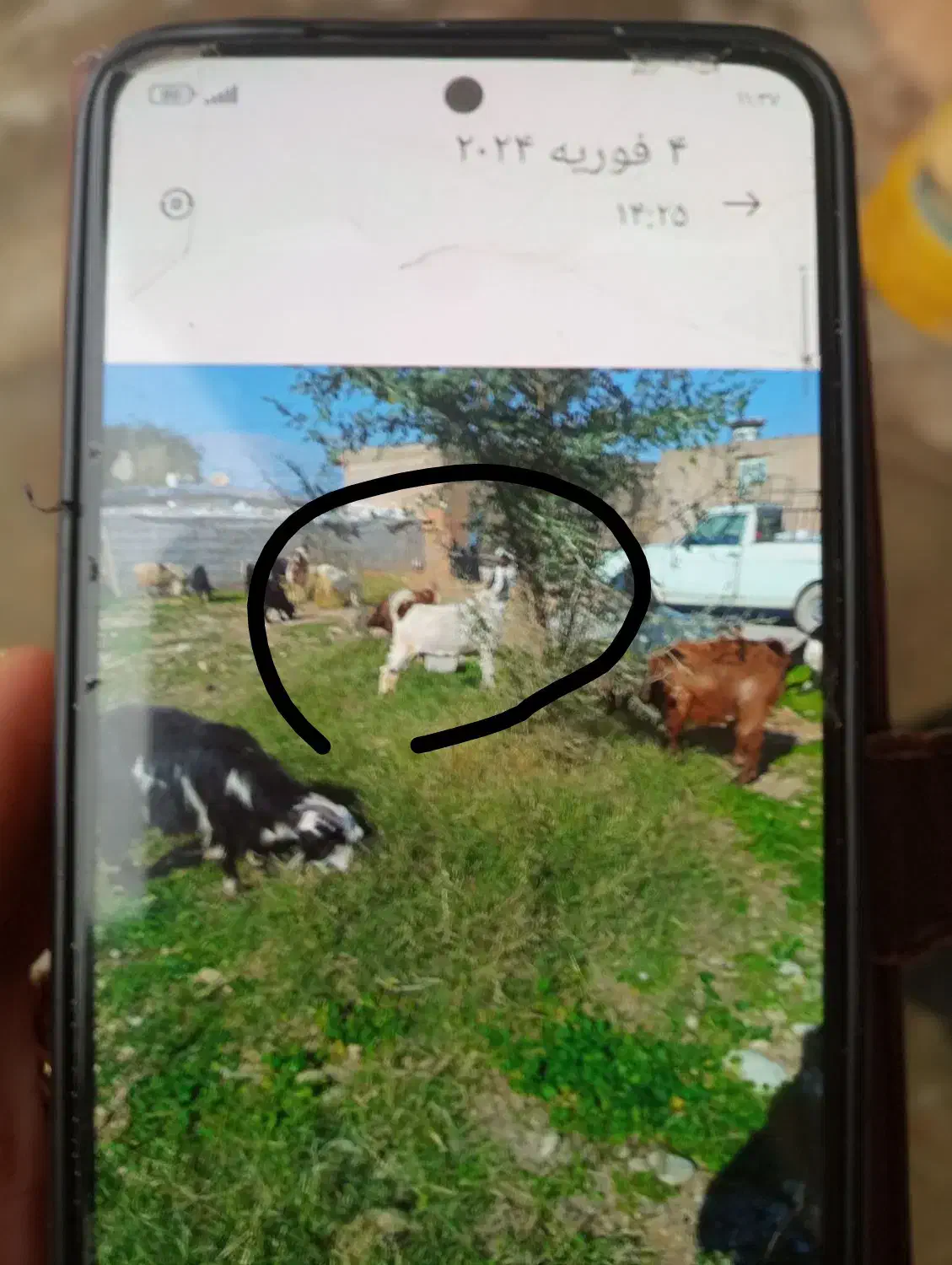 دزدیده شده|حیوانات|اندیمشک, |دیوار