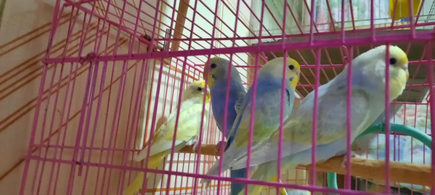 مرغ عشق|پرنده|خاش, |دیوار