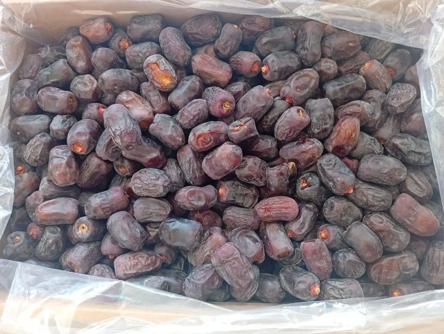 نیازمند خرما جمع کن|استخدام صنعتی، فنی، مهندسی|بم, |دیوار