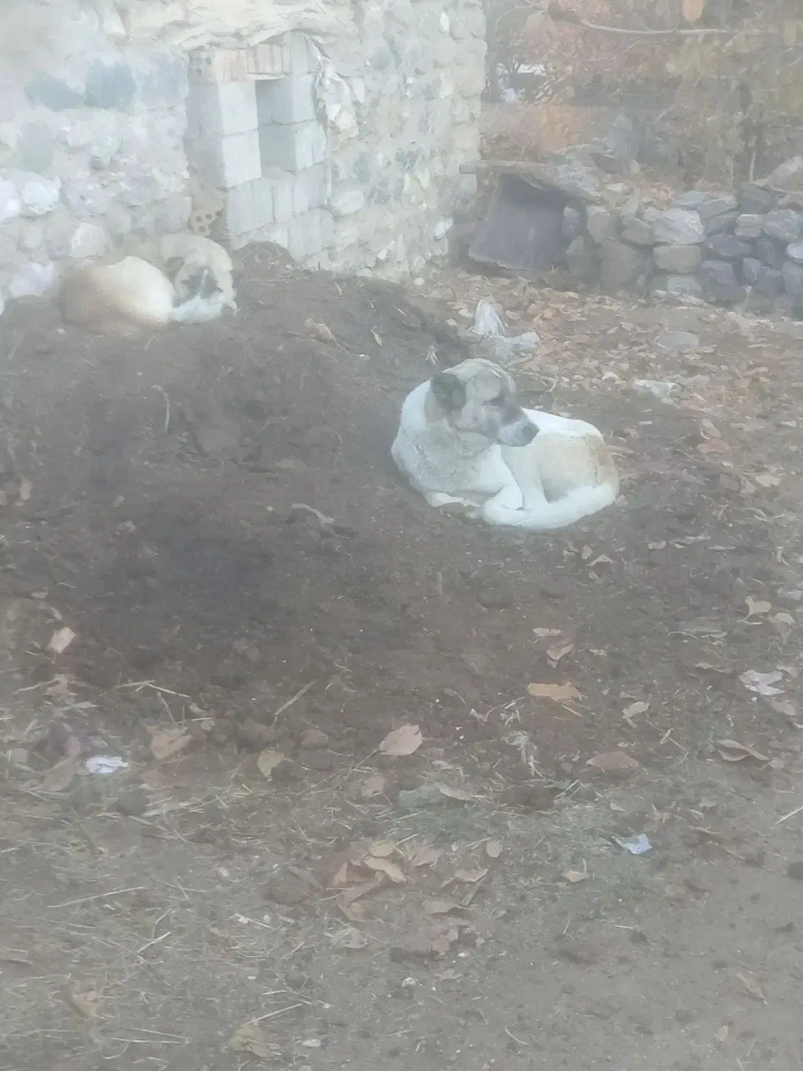 دو عدد سگ|سگ|سیلوانه, |دیوار