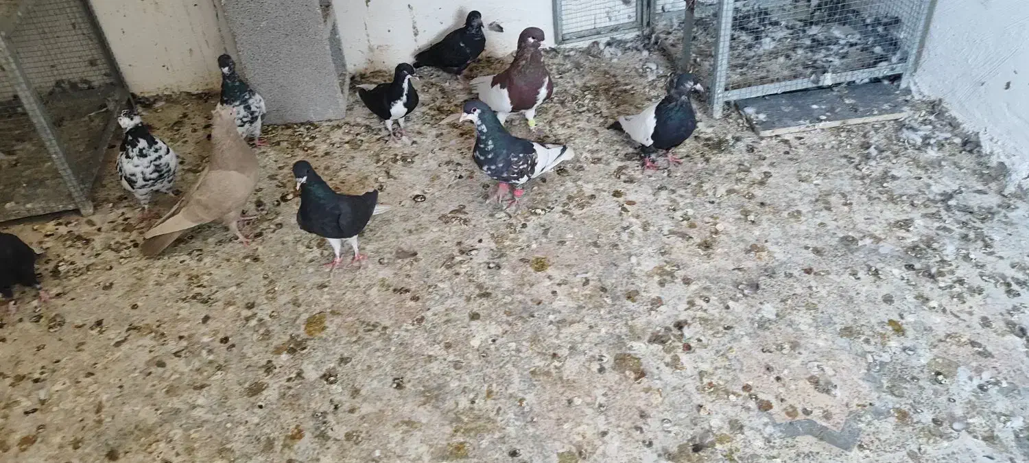 شهری یال  چپ|پرنده|شیراز, بید زرد|دیوار