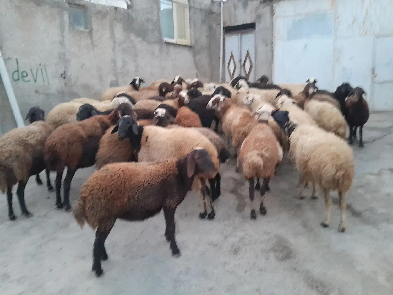 گوسفند داشتی آبستن|حیوانات مزرعه|حسین آباد, |دیوار