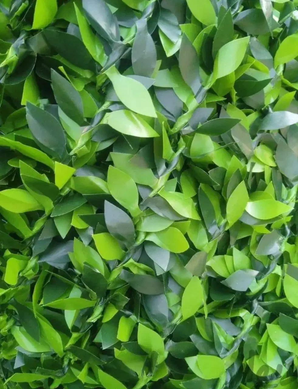 فنس برگ ریحون|گل و گیاه طبیعی|تهران, امیریه|دیوار