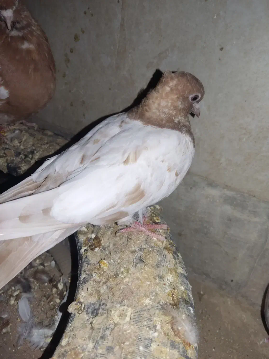 کبوتر|پرنده|تاکستان, |دیوار