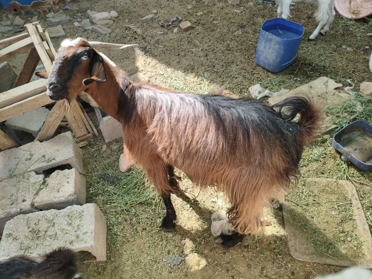 بز گوشتی|حیوانات مزرعه|ایرانشهر, |دیوار