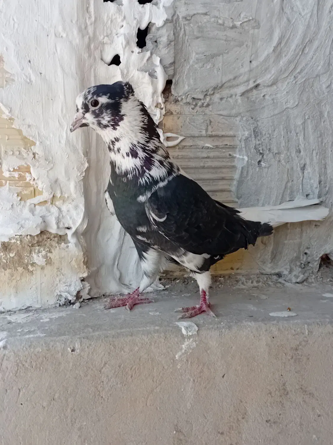 کبوتر پرشی|پرنده|سمنان, |دیوار