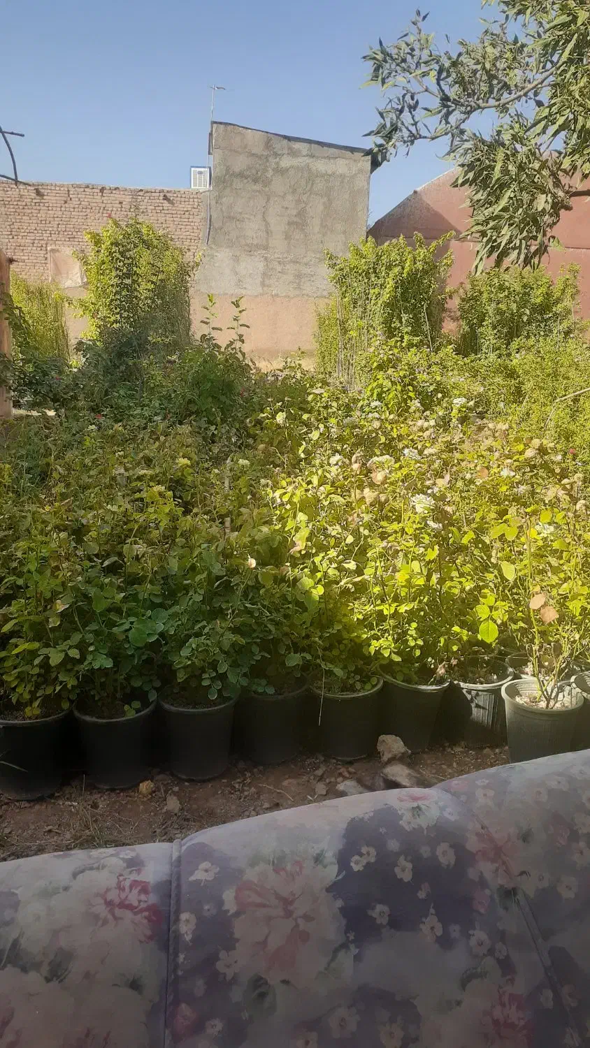 رز و رونده معطر کاغذی  فیلکوس جنگلی گندمی و....|گل و گیاه طبیعی|محلات, |دیوار