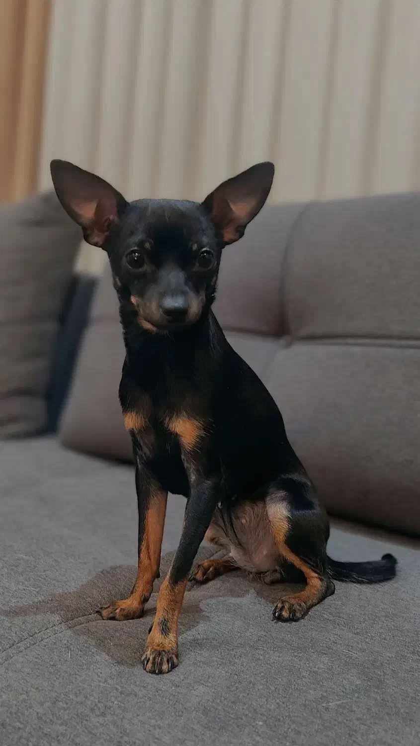 سگ گمشده|حیوانات|اصفهان, باغ فدک|دیوار