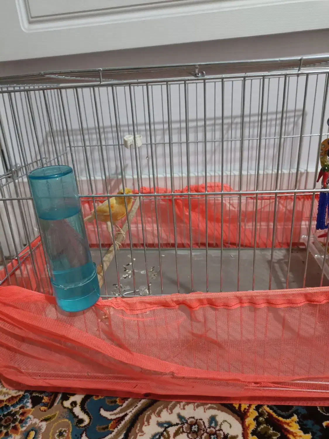 قناری|پرنده|اسلام‌شهر, شهرک انبیا|دیوار