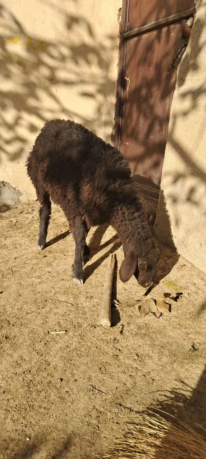 فروش بره قزل افشاری|حیوانات مزرعه|لالجین, |دیوار