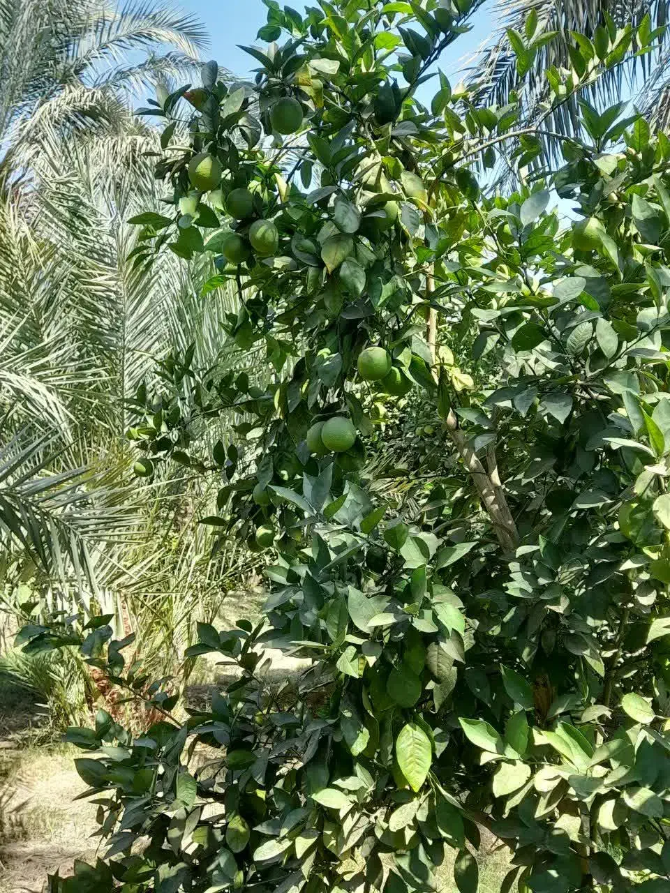 نهال پرتقال|گل و گیاه طبیعی|بم, |دیوار