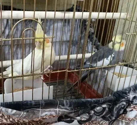 حراج|حراج|خرمشهر, |دیوار