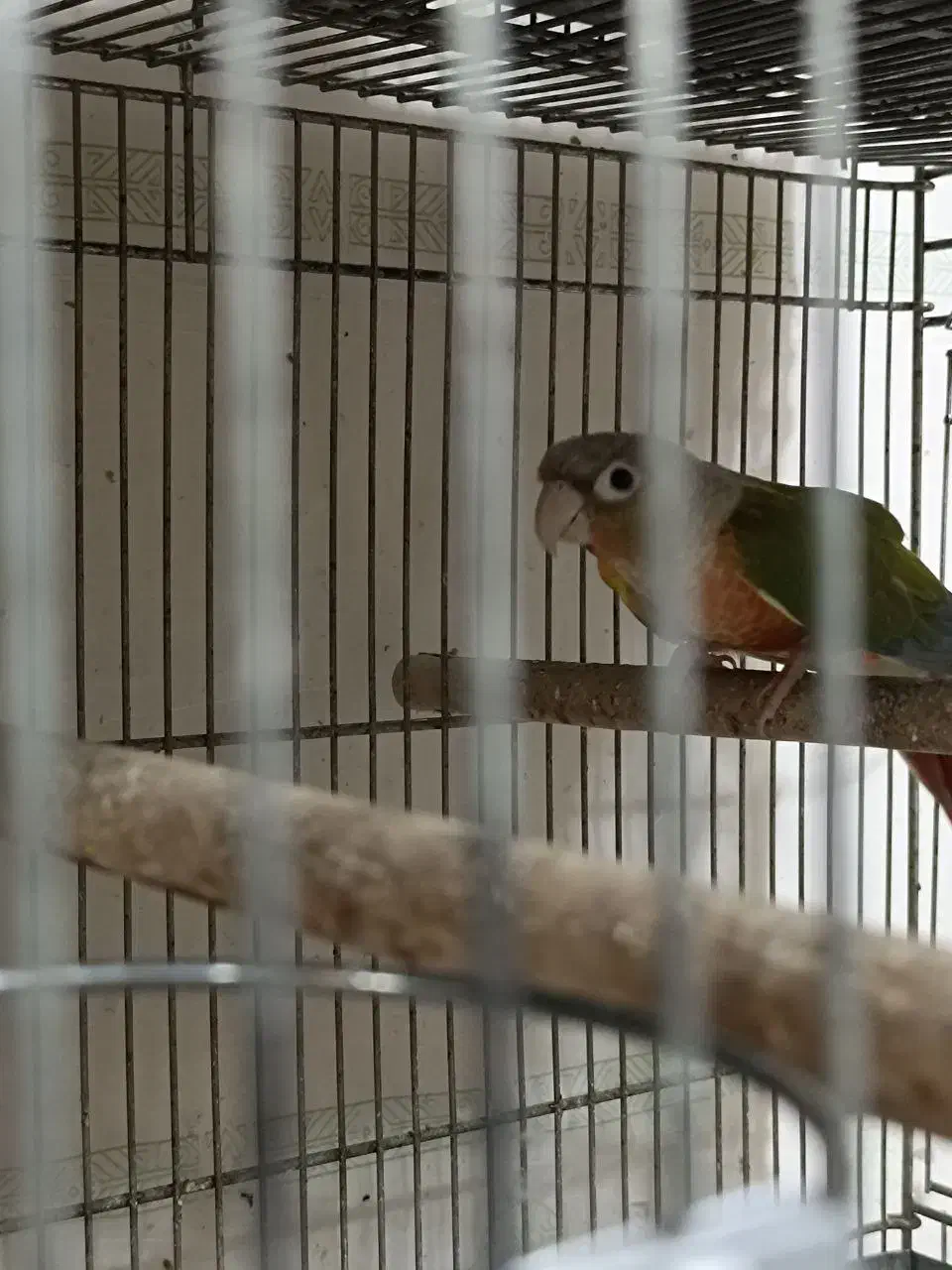 جفت گرینچیک راهب خورشیدی ملنگوآناناسی اکستریم رد|پرنده|اسلامشهر, شهرک سعیدیه|دیوار