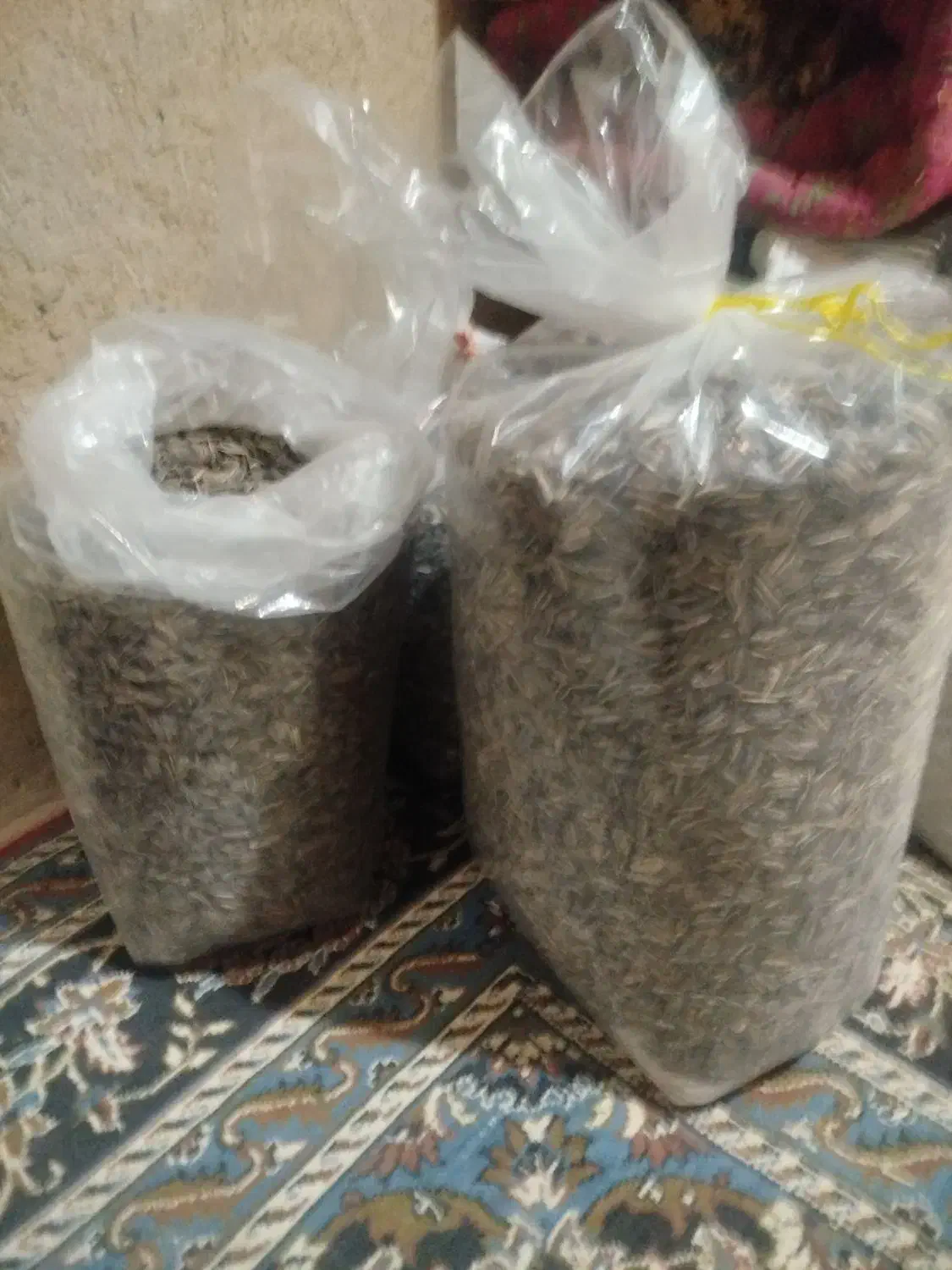 تخمه سنقری|خوردنی و آشامیدنی|شیرینسو, |دیوار