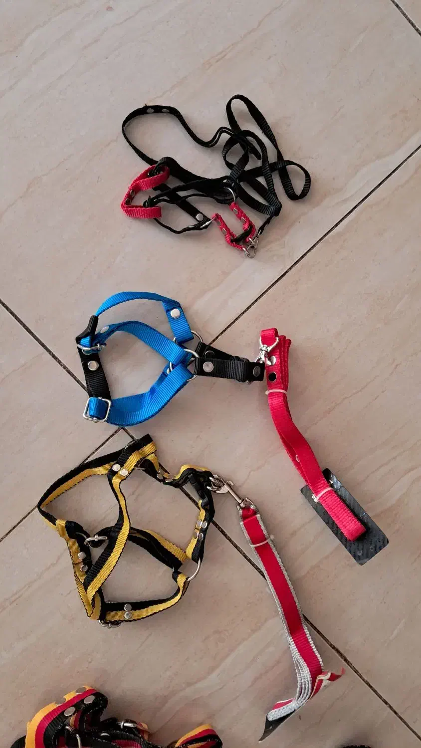 قلاده سگ|لوازم جانبی حیوانات|ایلام, |دیوار