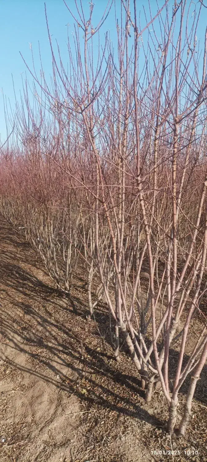 بادام دیرگل پیوندی|خدمات باغبانی و درختکاری|بروجرد, |دیوار