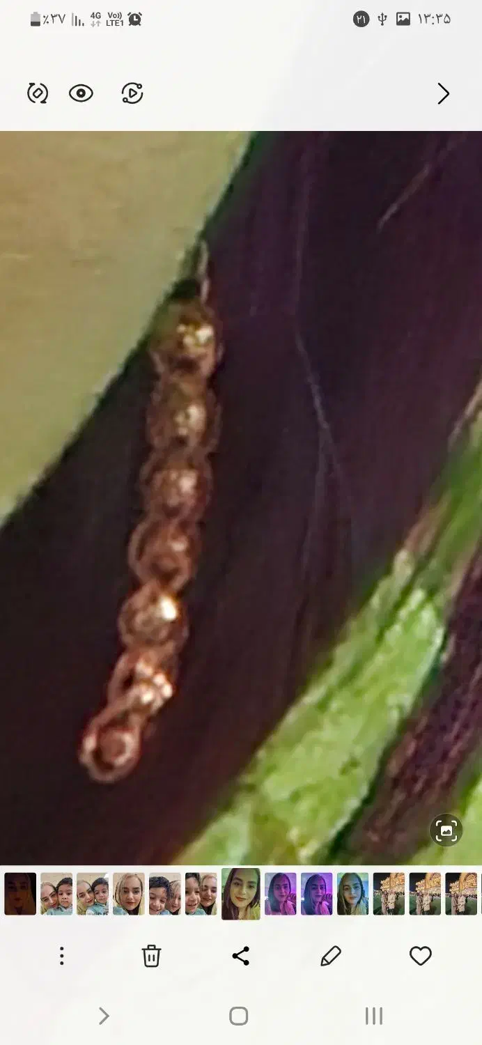 گوشواره|جواهرات|برازجان, |دیوار