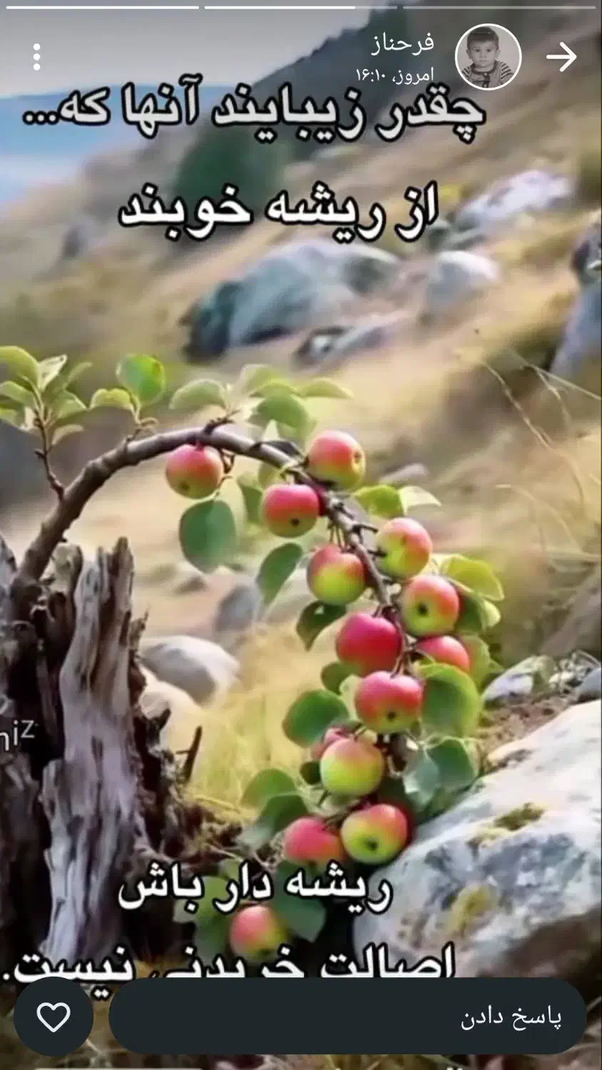 زمین دیم روستای چنار گریت|فروش زمین و ملک کلنگی|پاپی, |دیوار