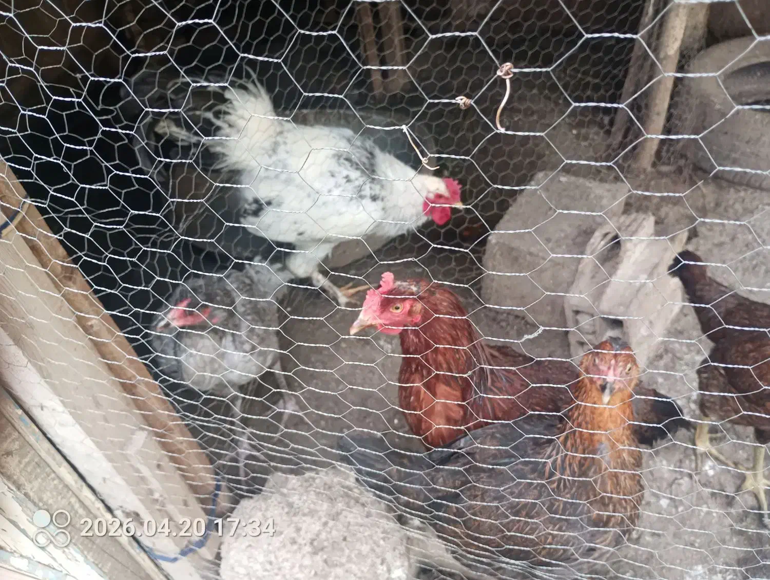 مرغ|حیوانات مزرعه|مینودشت, |دیوار