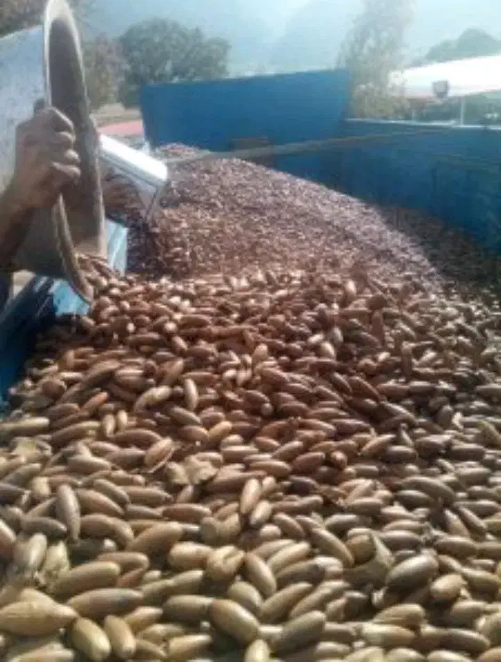 بلوط دامی . آرد بلوط|عمده‌فروشی|نورآباد ممسنی, |دیوار