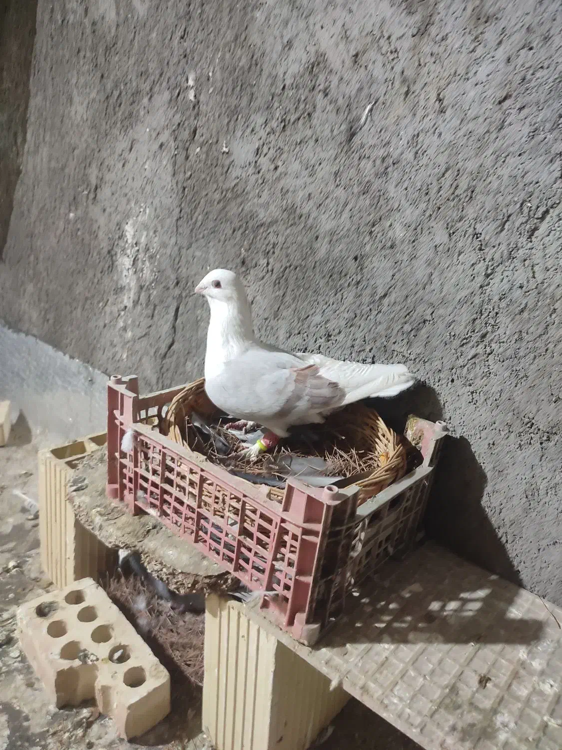 پشتی خوشکل|پرنده|تربت جام, والفجر|دیوار