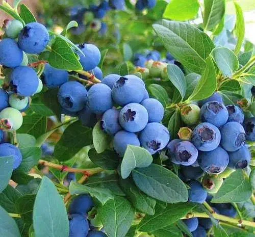 نهال بلوبری امرالد د چندلر و ...|خدمات باغبانی و درختکاری|آمل, |دیوار