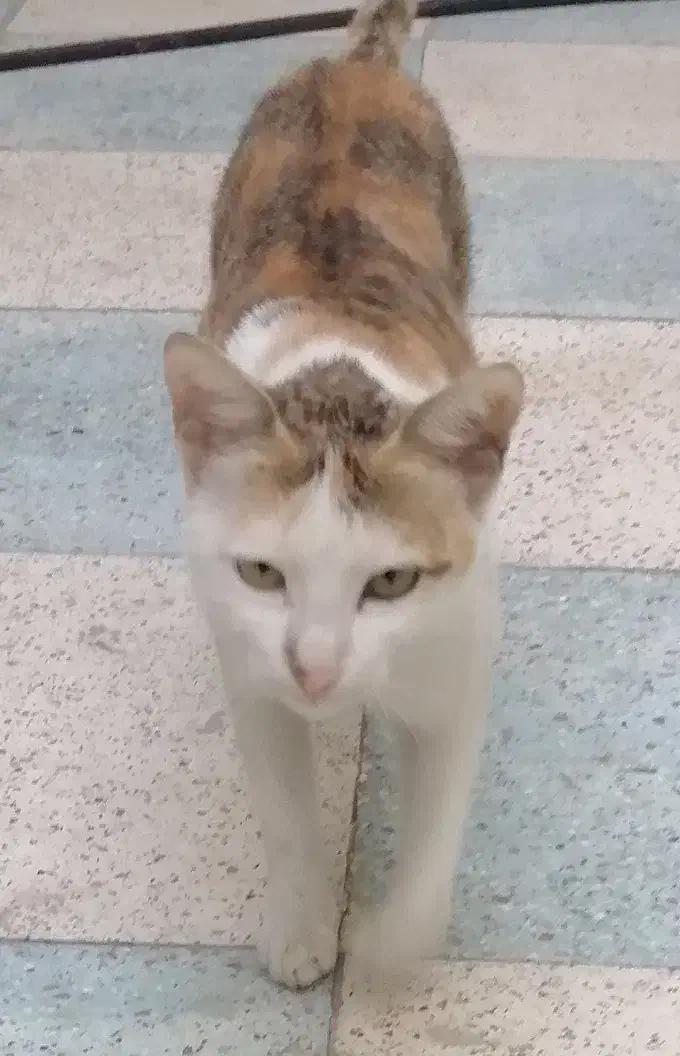 حمیدیه|گربه|حمیدیه, |دیوار