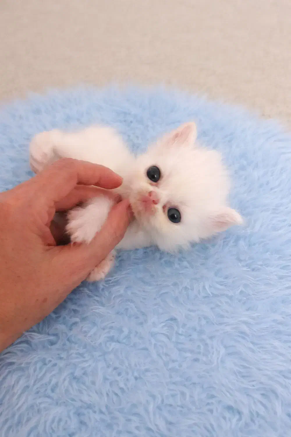 سفید|گربه|بجنورد, |دیوار