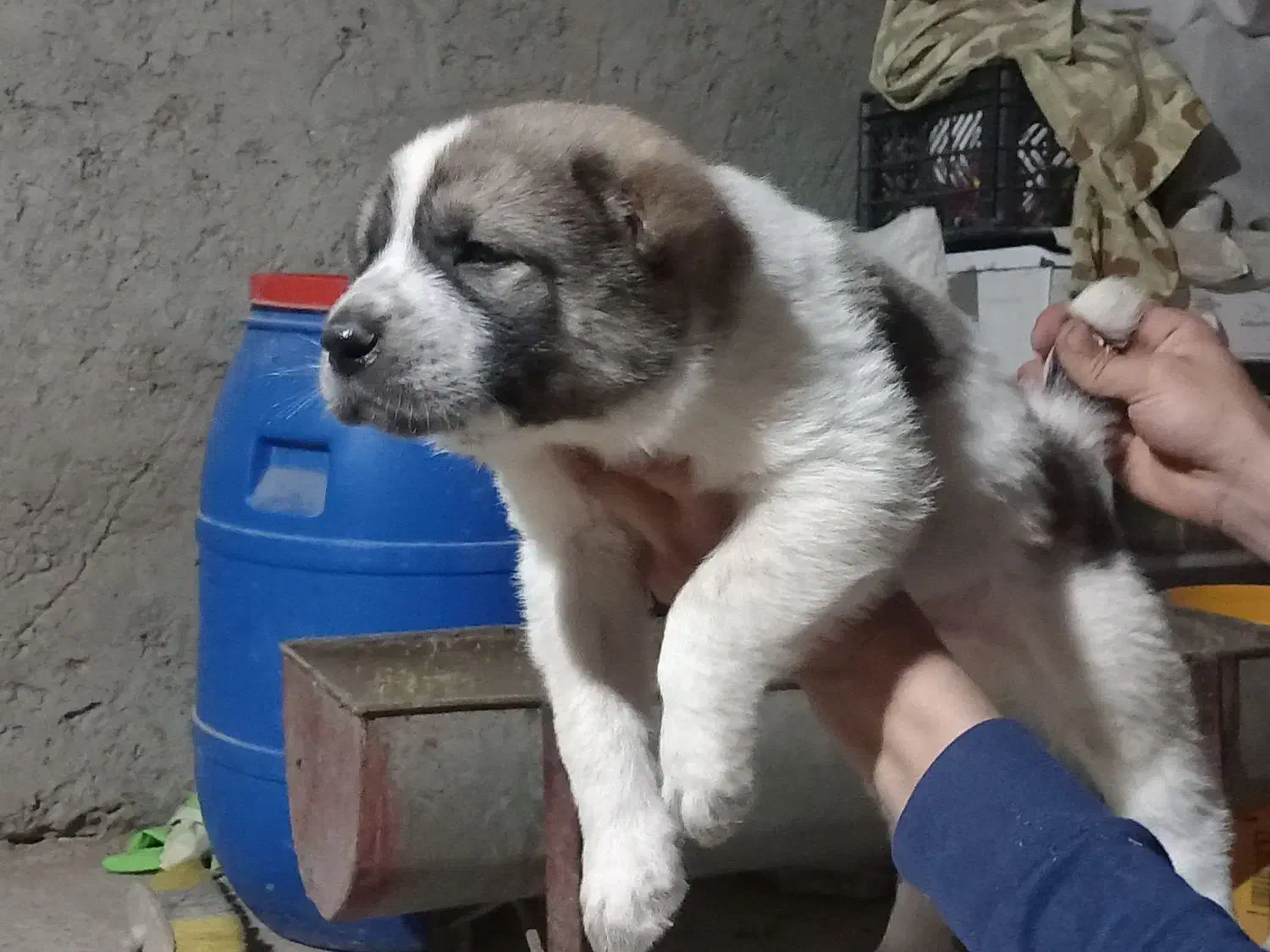 واگذاری سگ|سگ|سیمین شهر, |دیوار