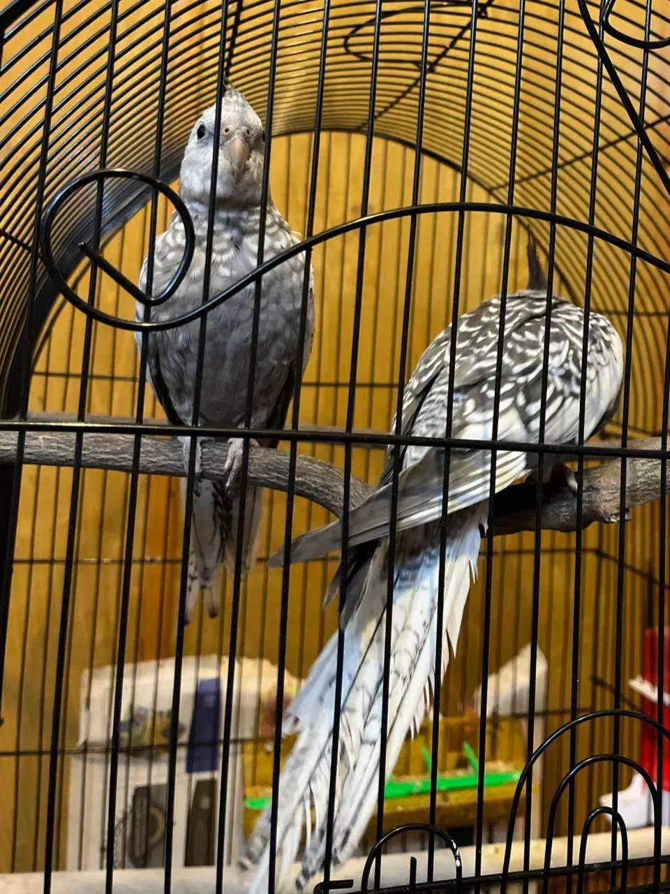 عروس هلندی|پرنده|ساری, |دیوار