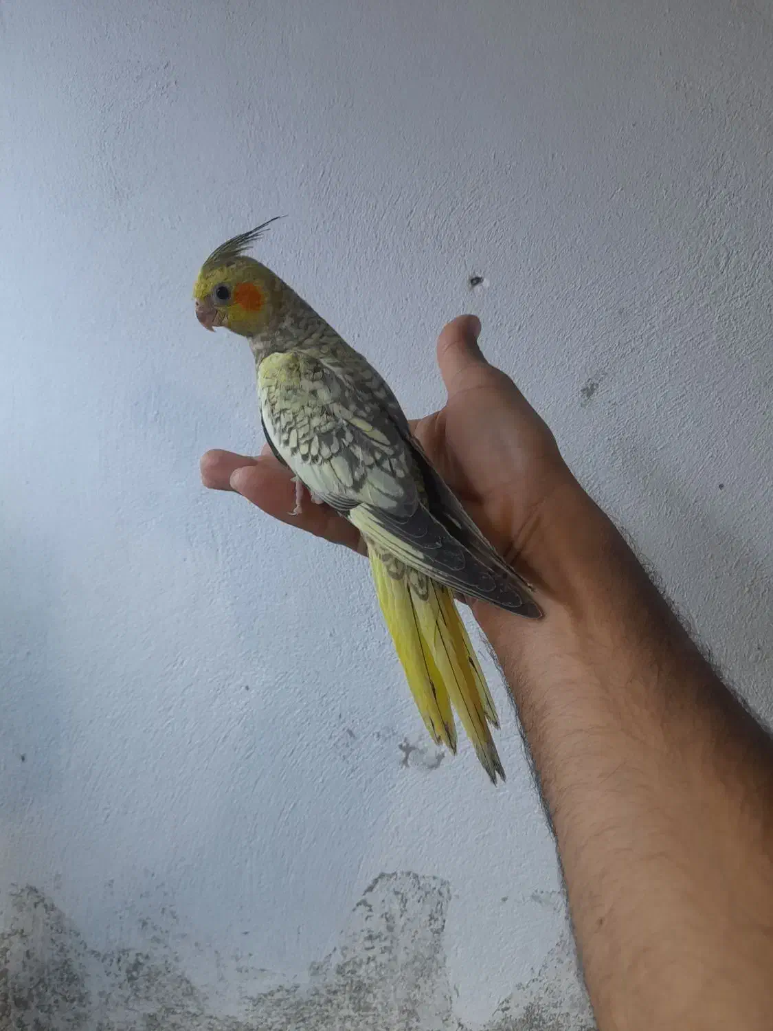 جوجه عروس هلندی دونخور ..طوطی گرینچیک|پرنده|قشم, |دیوار