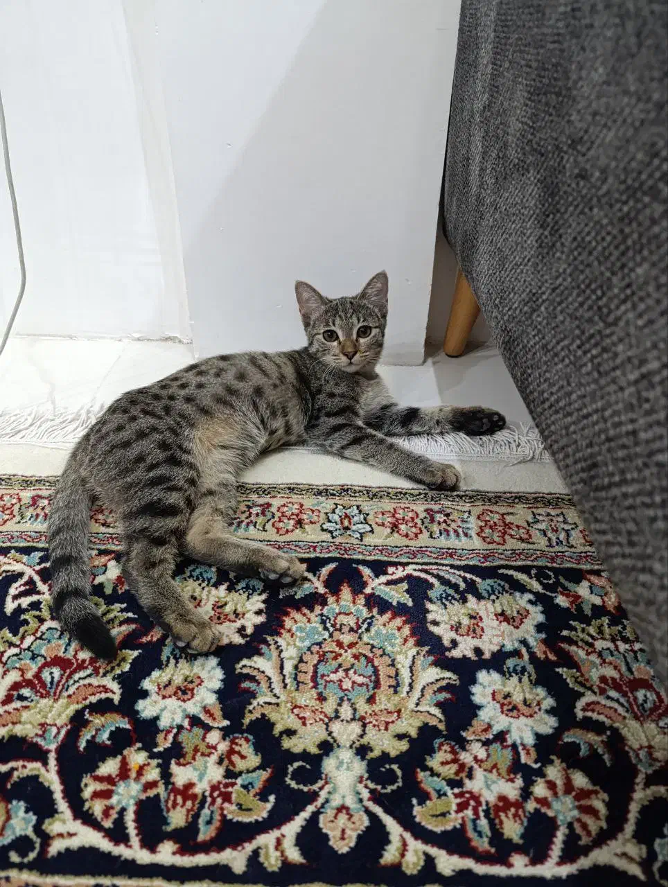 گربه|گربه|مشهد, انقلاب|دیوار