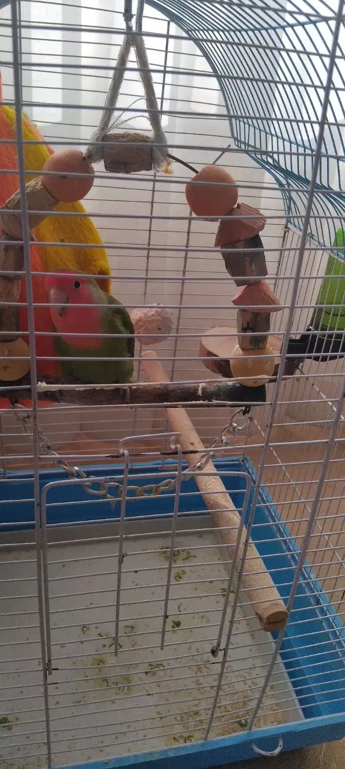 طوطی برزیلی نر|پرنده|بندرعباس, |دیوار