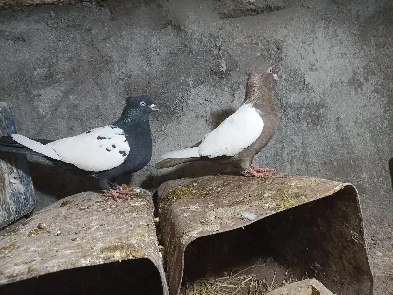 کفتر.|پرنده|فریمان, |دیوار